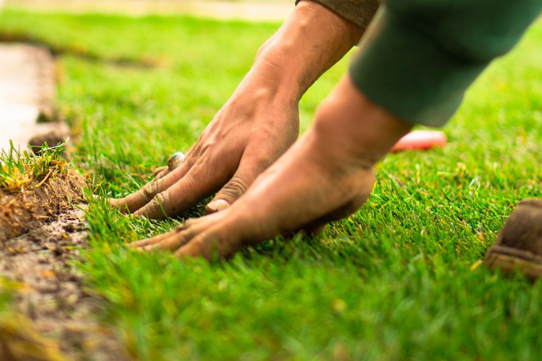 Landscaper laying fresh turf up to a paved edge